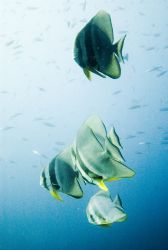 Batfish, Bali, 2005. by Chris Wildblood 